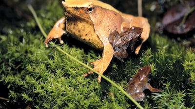 Darwin's frog. Alamy