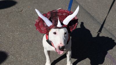 Prizes include ones for Best Group Costume, Human and Dogs; Best Costume on Wheels; Best Celebrity-Themed Costume; Best Scariest Costume; and Best Chihuahua, Chi-lloween. Reuters