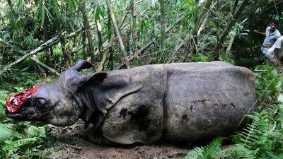 The endangered one horned rhinoceros that was shot and dehorned by poachers in the jungle near Kaziranga National Park, east of Guwahati, India.