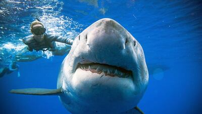 In this Jan. 15, 2019 photo, Ocean Ramsey, a shark researcher and advocate, swims with a large great white shark off the shore of Oahu, Hawaii. AP