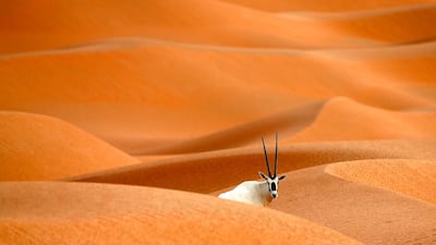 An Arabian Oryx south of Abu Dhabi. Karim Sahib / AFP