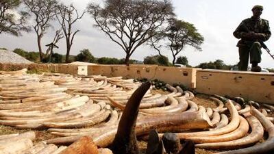 A Kenya Wildlife Service officer stands guard over a shipment of elephant tusks and rhino horns intercepted at the Jomo Kenyatta International Airport in Nairobi in August of last year as they were en route to Malaysia via Dubai.