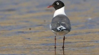 The Franklin’s Gull, seen here at Fujairah Port Beach, breeds in the northern US and Canada and is named after an Arctic explorer from the UK.