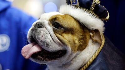 And here is the winner - 4-year-old Huckleberry. Huckleberry competed for the title in 2010, only to walk away empty-pawed. That changed this year, dressed in a beige suit as the main character from the movie "Forrest Gump."