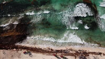 A picture taken from a drone shows the cleaning of gulfweed (sargassum) accumulated on the beaches of Cancun, Quintana Roo, Mexico. EPA