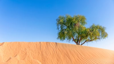 The Ghaf tree could allow scientists to branch out when developing new skincare products. Photo: Adobe