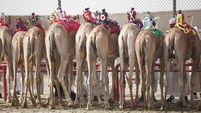The competing camels are lined up before the start of a race.