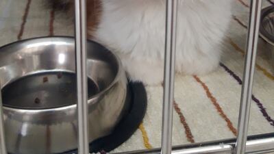 Sara is a semi-fluffy female calico