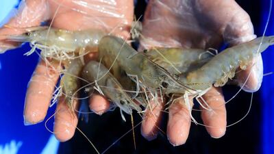 Young prawns are carefully monitored for growth and fed pellet food until they reach the required size and weight for harvesting. Rearing periods vary from three to six months. Ravindranath K / The National
