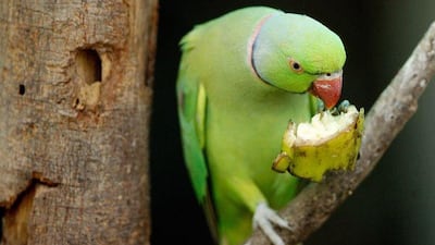 A rose-ringed parakeet is one of the four species of birds targeted by the Environment Agency - Abu Dhabi.