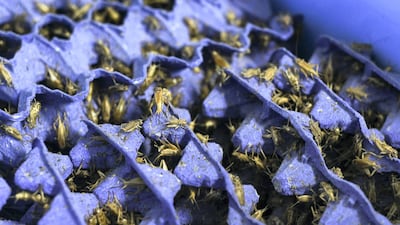 Crickets are kept at the National Avian Research Centre to feed houbaras. Khushnum Bhandari for The National