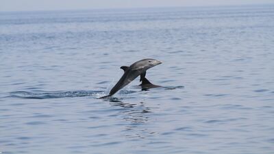 So far, the Dubai Dolphin Survey 2021-22 has recorded several species swimming below the water’s surface including four sightings of Indo-Pacific bottlenose dolphins and two sightings of the rare and elusive Indo-Pacific finless porpoise.