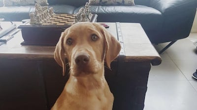 One of the dogs found in Al Qudra that was diagnosed with the deadly parvovirus.