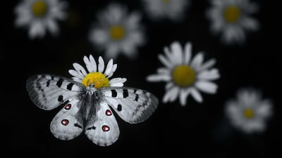'Apollo Landing' by Emelin Dupieux (France). Category: Highly commended, 11-14 Years. Photo: Natural History Museum