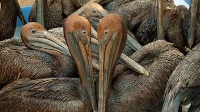 Brown pelicans covered in oil await cleaning in a pen in Louisiana.