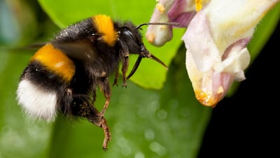 Scientists have warned that bumblebee sightings have declined dramatically since the 1970s. Getty Images