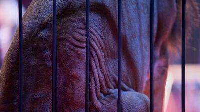 A lion's skin wrinkles up against the cage during a show.