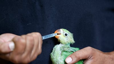 A parakeet is nourished with water mixed with multivitamins, after it was dehydrated during scorchingly hot weather in Ahmedabad, India. Reuters. Reuters