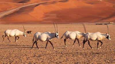 Hundreds of Arabian oryx are set to be returned to the wild in Saudi Arabia. EPA