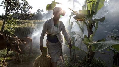 Indonesia’s powerful food procurement body Bulog is the dominant rice buyer, tasked with maintaining annual stocks of 1.5 to 2 million metric tonnes. Above, a farmer carries tied paddy stalks to be dried under the sunlight during harvest season. Agung Parameswara / Getty Images