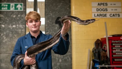 A female boa constrictor at the Heathrow Animal Reception Centre. All photos: PA