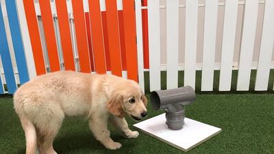 Archie’s operation and transport costs are likely to exceed Dh92,000. Courtesy Sean de la Harpe-Parker