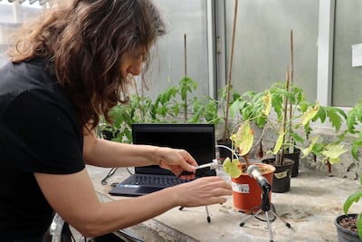 Water-stressed plants began emitting noises before they were visibly dehydrated. Tel Aviv University