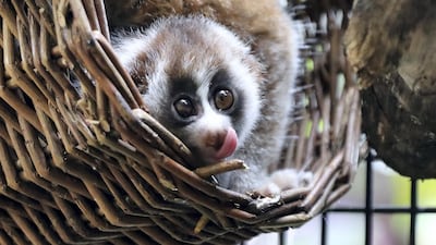 Baby Loris is the first recorded birth of a slow loris in a zoological facility in the UAE. Chris Whiteoak / The Nationa