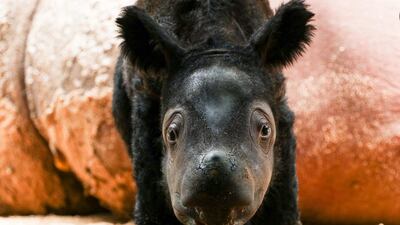 A baby born rhino at the Way Kambas National Park, Lampung province. It was born in the Indonesian sanctuary, bringing hope for the conservation of the rapidly declining species, an official said. AFP