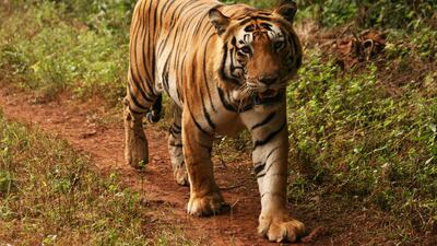 Rajasthan (India Age 5+) Getting around in India is an adventure in itself. On this trip, children can go on a camel safari across the sand dunes, explore villages in bullock carts, take a local train ride, travel by cycle rickshaw in a bird sanctuary and???