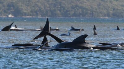 Hundreds of pilot whales are seen stranded on a sand bar in Strahan, Australia. The Advocate / Getty Images