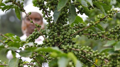 A farmer inspects coffee cherries at a plantation in Kienjege. Variations in weather conditions have seen a sharp decline in coffee output. Now Kenya has around 170,000 acres of land under the crop, producing about 50,000 tonnes annually. homas Mukoya / Reuters