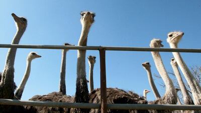 An ostrich farm near the West Bank city of Bethlehem on February 3, 2015. Abu Tir's ostrich farm is one of a growing number of ventures in Palestinian agriculture that seek to fill gaps in the market, both for business purposes and to cut reliance on Israel for food. AFP Photo