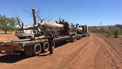 The cranes helped to manoeuvre the baobabs onto lorries. Photo: Cycad Enterprises Pty Ltd