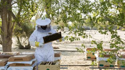 The Abu Dhabi apiary is the smallest among the 40 farms Mr Najeh owns and operates in the UAE. Chris Whiteoak / The National