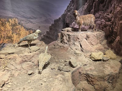 One section is dedicated to indigenous endangered species of the Hajar Mountains. Katy Gillett for The National