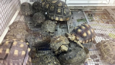 Caged tortoises clamber over each other at the Sharjah animal market. Chris Whiteoak / The National