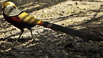 A golden pheasant in Al Sammaliah Island wildlife sanctuary.