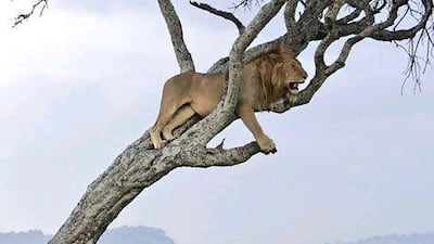 Some companies are now holding events in the African bush. AP Photo