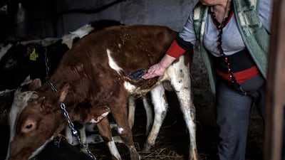 Farm owner Zlobina Lubov tends to her animals in the village of Malaya Rohan, Ukraine. Reuters