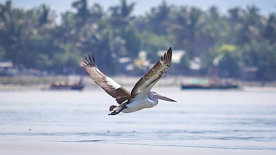 An Australian white pelican flies over the coastal waters of General Santos City, Philippines, on September 12, 2016. Ferdinandh Cabrera / Agence France-Presse