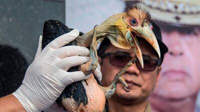 An Indonesian official displays a seized baby wreathed hornbill during a press conference in Surabaya, East Java. AFP