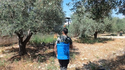 A man tends to his family’s olive grove in the occupied West Bank village of Sarra. Photo: Ali Ghanim