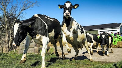 Cows run and prance as they enter a meadow of a farm in Westzaan, The Netherlands, after staying inside the stable during the winter. EPA