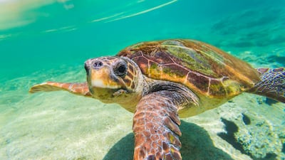 Endangered loggerhead turtles are laying more nests than a decade ago in Libya. Getty