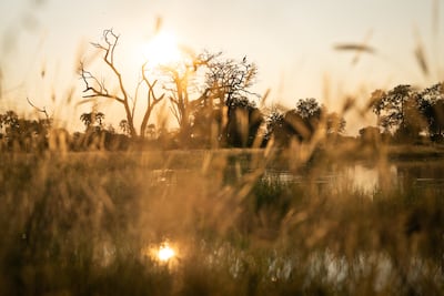 The lodge sits deep within a private concession of the Okavango Delta. Photo: Singita