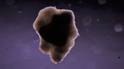 In 2019, the company used a 3D bioprinter to assemble small-scale muscle tissue from cows on board the International Space Station. Photo: 3D Bioprinting Solutions