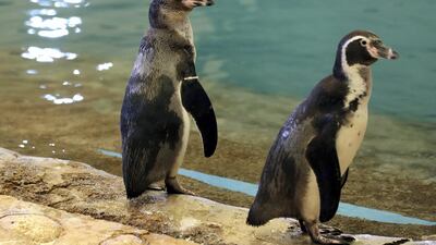 A pair of Humboldt penguins.