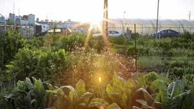 Azadi Community Garden Lemon Tree Trust. courtesy: Britt Willoughby Dyer
