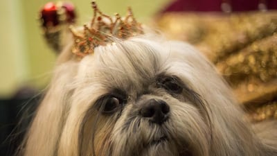 A dog is seen during the 2014 New York Pet Fashion Show. Eric Thayer / Reuters